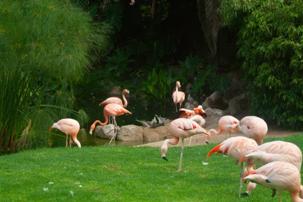 Loro Parque